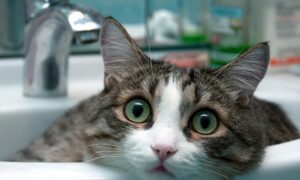 Аварія: у Нікополі 19 січня відключили воду в одному з районів