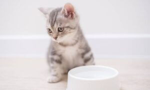 Аварія: у Нікополі 31 січня відключили воду ще в одному районі