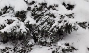 погода у Нікополі