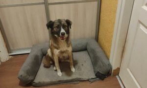 собак з нікополя