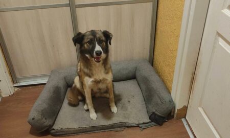 собак з нікополя