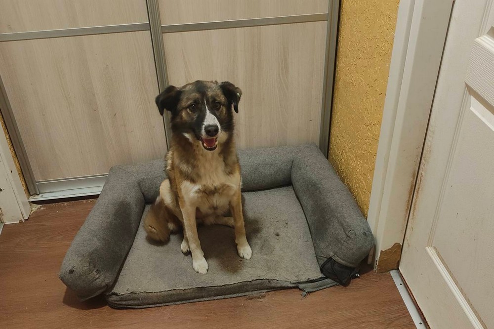 собак з нікополя