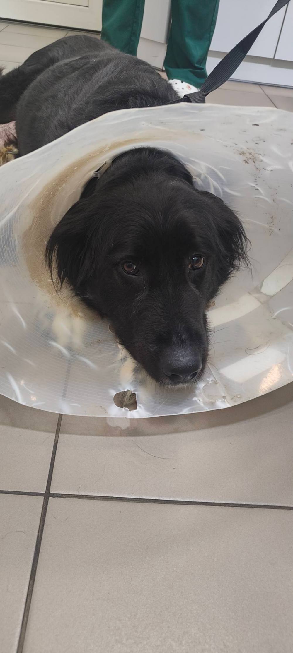 собак з нікополя 2