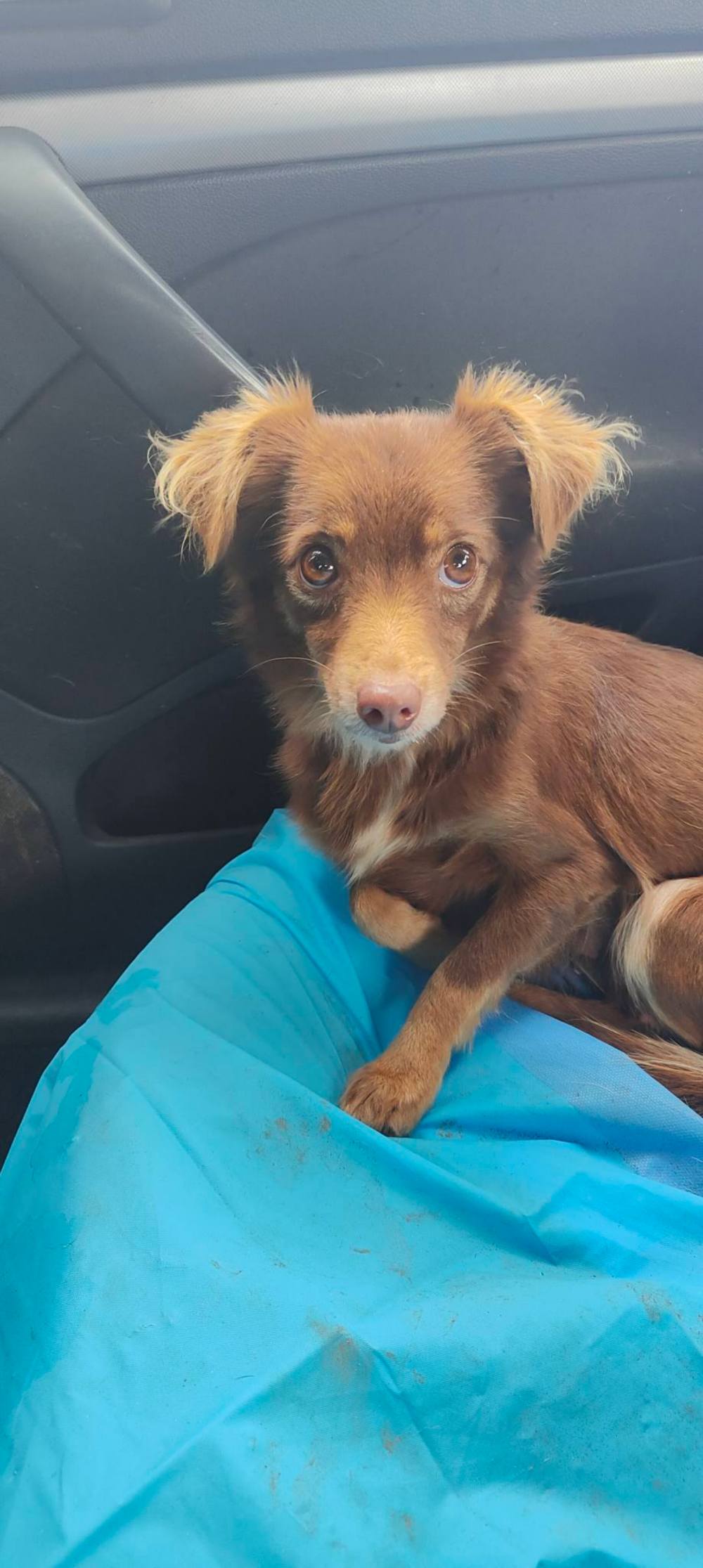 у Нікополі дві собачки шукають люблячі родини