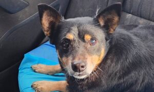 у Нікополі дві собачки шукають люблячі родини 2