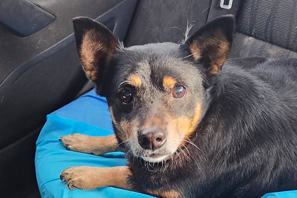 у Нікополі дві собачки шукають люблячі родини 2