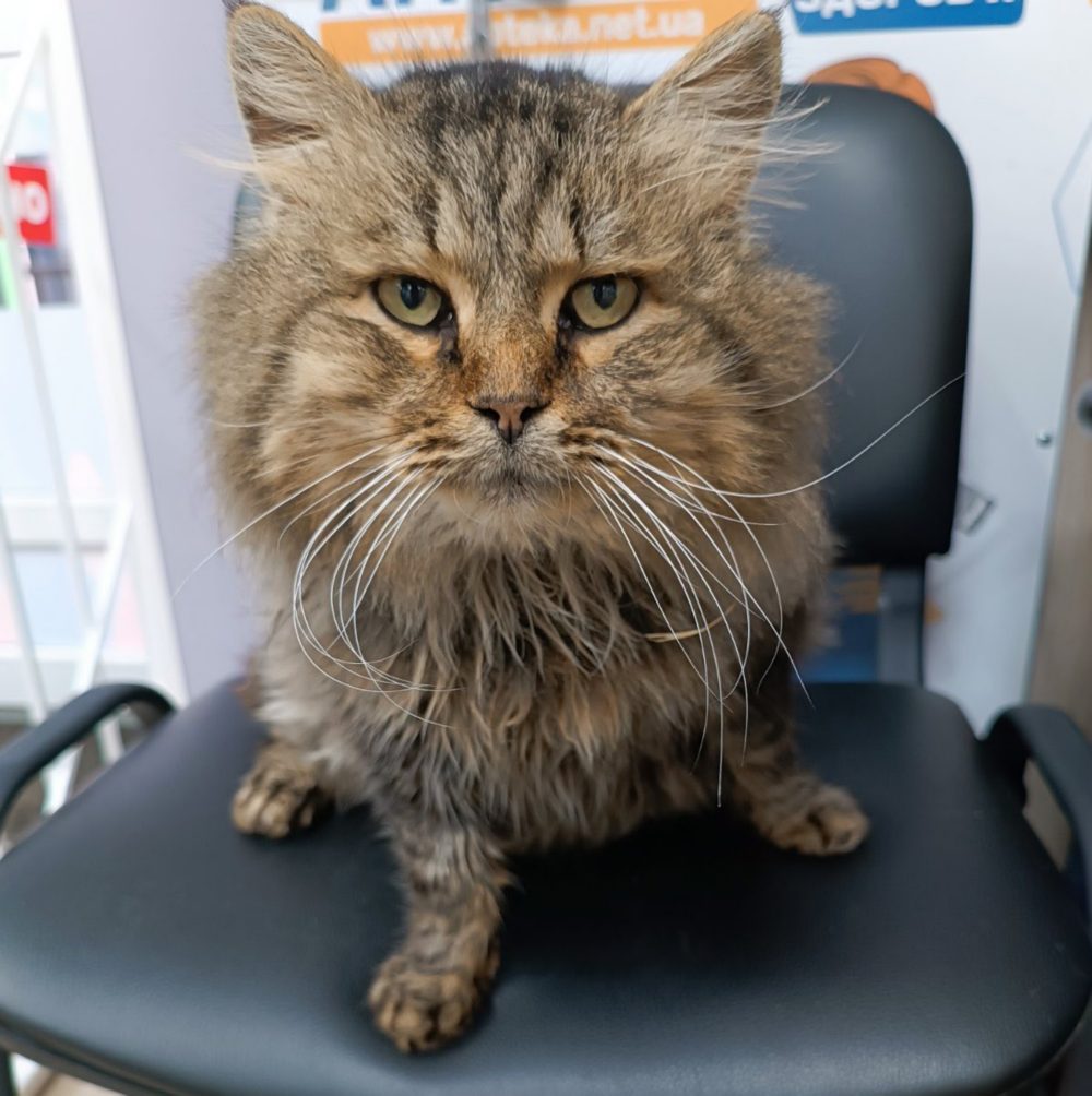 у Нікополі 2