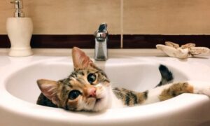 Аварія: у Нікополі 26 січня відключили воду в одному з районів