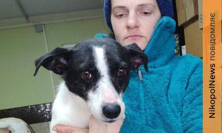 Від постійних вибухів почалася епілепсія: невиліковно хвора собачка з Нікополя знайшла родину у Німеччині