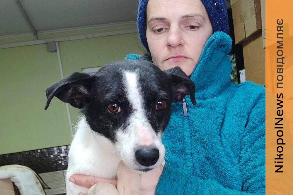 Від постійних вибухів почалася епілепсія: невиліковно хвора собачка з Нікополя знайшла родину у Німеччині