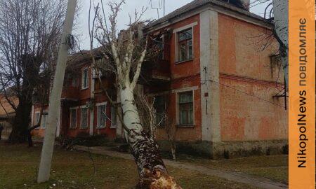 У Марганці велике дерево впало на будинок – соцмережі (фото)