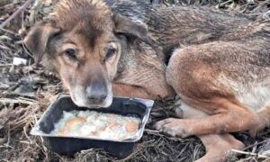 Знайшли вже притрушеного сніжком на вкритому болотом пустирищі: у Нікополі врятували старого пса