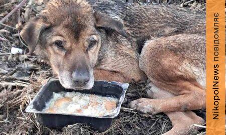 Знайшли вже притрушеного сніжком на вкритому болотом пустирищі: у Нікополі врятували старого пса