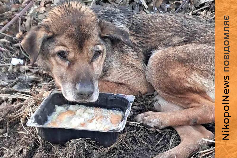 Знайшли вже притрушеного сніжком на вкритому болотом пустирищі: у Нікополі врятували старого пса 1 Знайшли вже притрушеного сніжком на вкритому болотом пустирищі: у Нікополі врятували старого пса