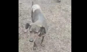 Волонтери Нікополя