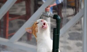 Аварія: у Нікополі 19 лютого відключили воду в одному з районів