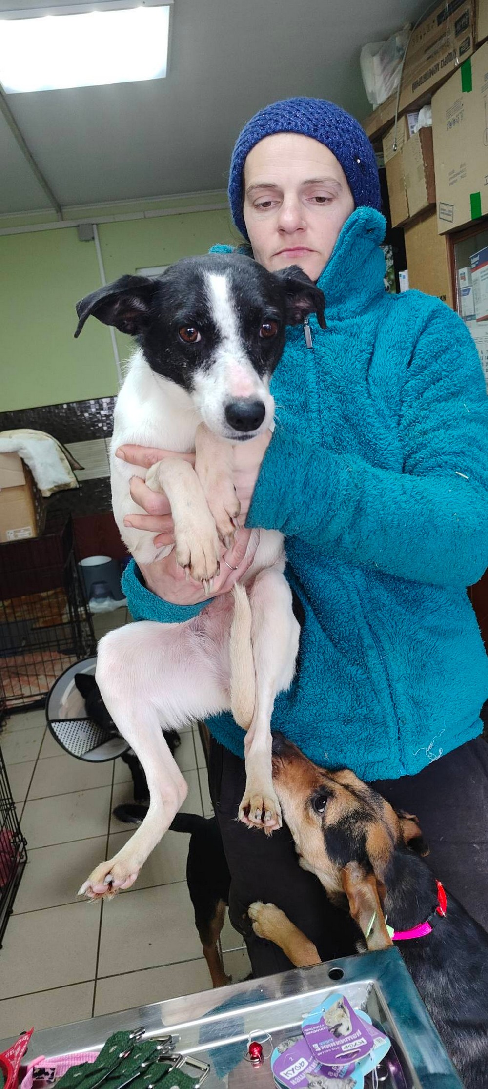 Від постійних вибухів почалася епілепсія: невиліковно хвора собачка з Нікополя знайшла родину у Німеччині