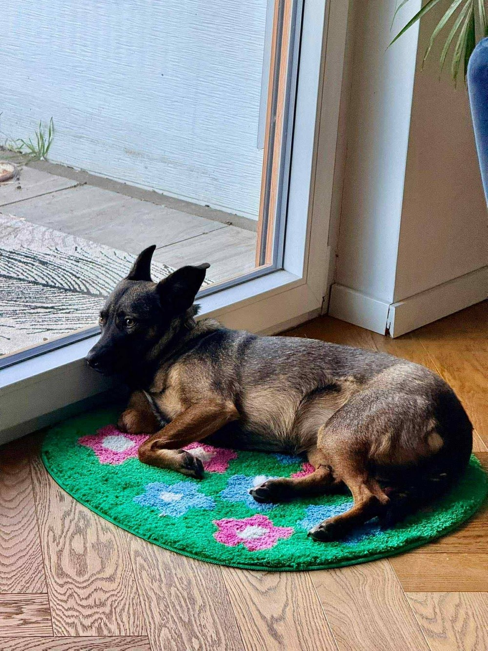 Була важко поранена на трубному заводі у Нікополі, але знайшла щастя у Польщі: неймовірна історія собачки Пепі (фото)