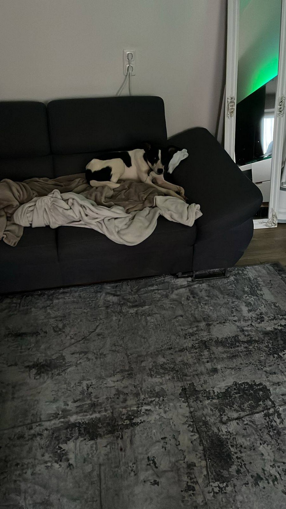 Від постійних вибухів почалася епілепсія: невиліковно хвора собачка з Нікополя знайшла родину у Німеччині