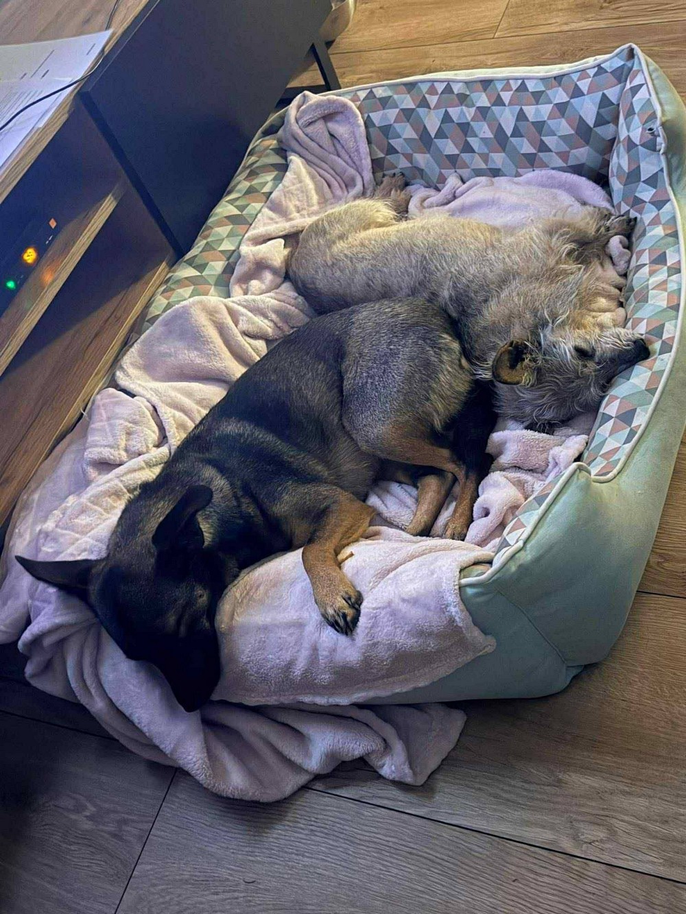 Була важко поранена на трубному заводі у Нікополі, але знайшла щастя у Польщі: неймовірна історія собачки Пепі (фото)