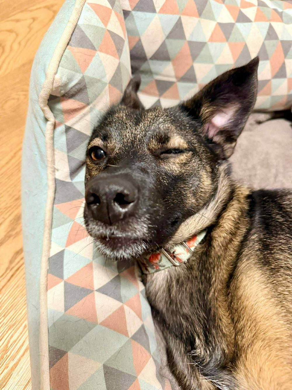 Була важко поранена на трубному заводі у Нікополі, але знайшла щастя у Польщі: неймовірна історія собачки Пепі (фото)