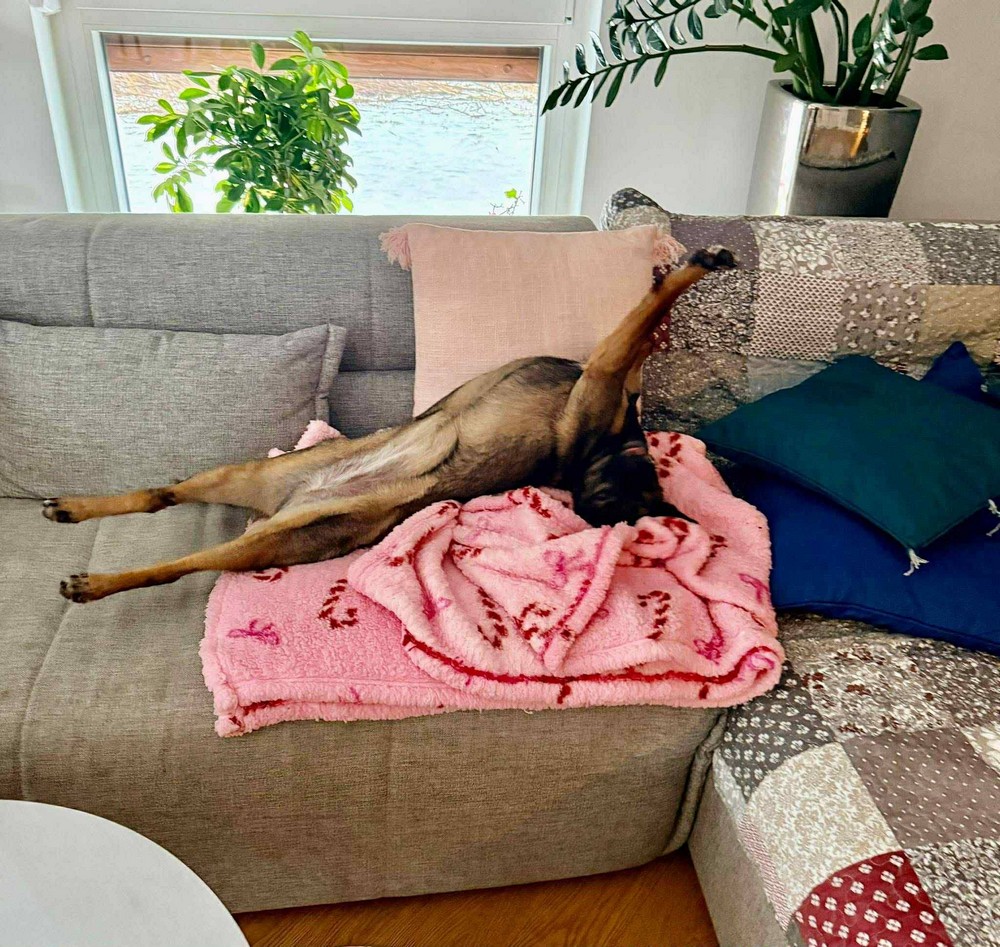 Була важко поранена на трубному заводі у Нікополі, але знайшла щастя у Польщі: неймовірна історія собачки Пепі (фото)