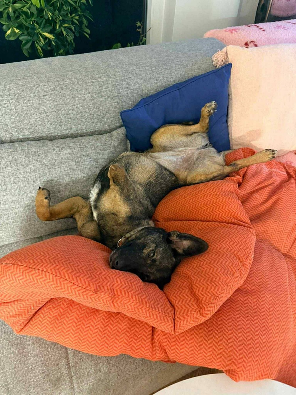 Була важко поранена на трубному заводі у Нікополі, але знайшла щастя у Польщі: неймовірна історія собачки Пепі (фото)