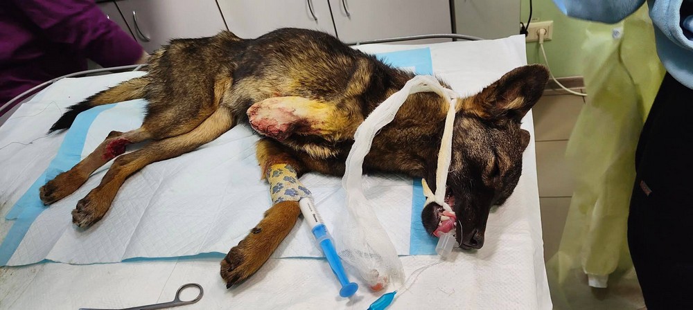 Була важко поранена на трубному підприємстві у Нікополі, але знайшла щастя у Польщі: неймовірна історія собачки Пепі (фото)