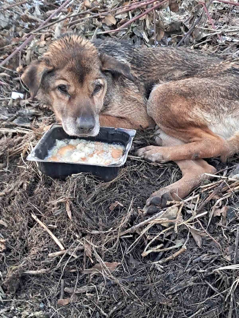у Нікополі врятували старого пса у Нікополі врятували старого пса