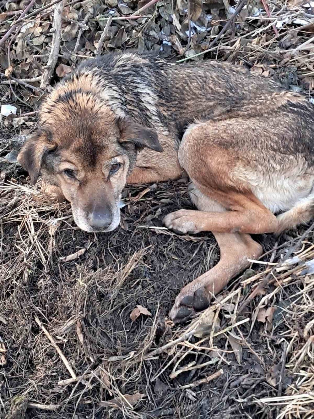 у Нікополі врятували старого пса у Нікополі врятували старого пса