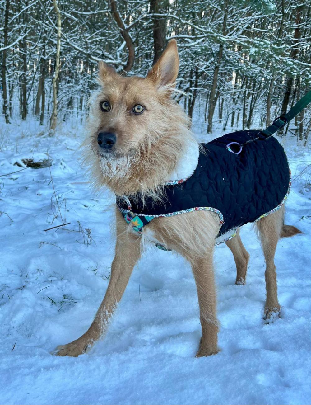7 собак з Нікополя знайшли нові родини у січні Олена Вошун
