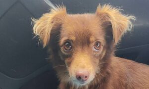 7 собак з Нікополя знайшли нові родини у січні Олена Вошун 2