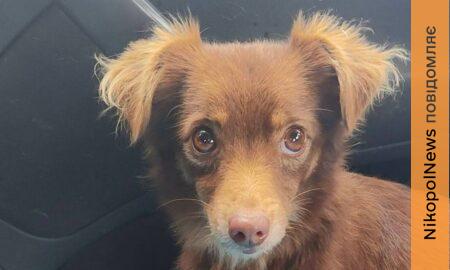 7 собак з Нікополя знайшли нові родини у січні Олена Вошун 2