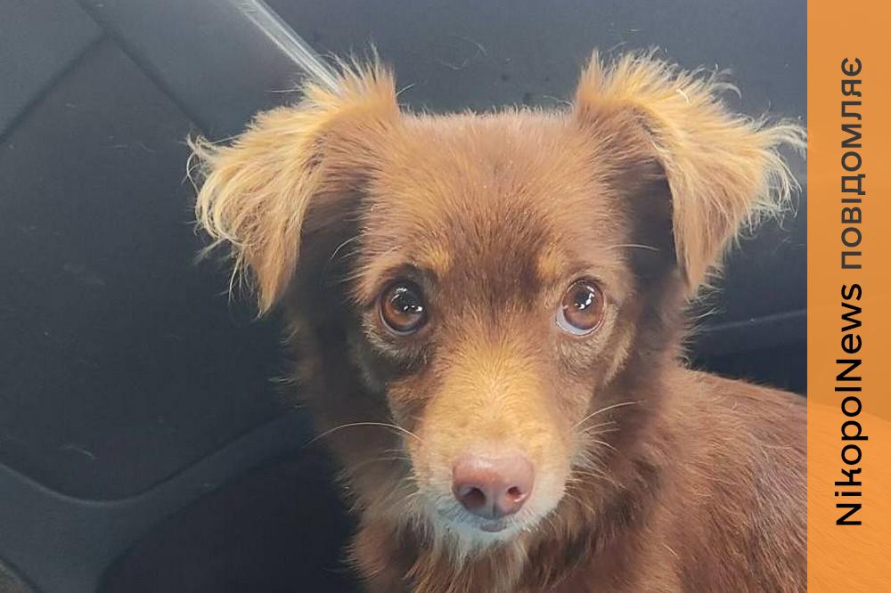 7 собак з Нікополя знайшли нові родини у січні - Олена Вошун 1 7 собак з Нікополя знайшли нові родини у січні Олена Вошун 2