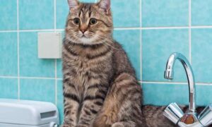 Аварія: у Нікополі 4 лютого відключили воду в одному з районів – мешканців просять мати запас