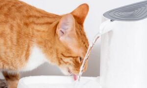 Аварія: у Нікополі 9 лютого відключили воду в одному з районів