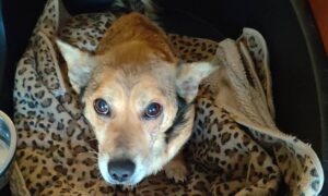 У Нікополі притулок для собак шукає менеджера