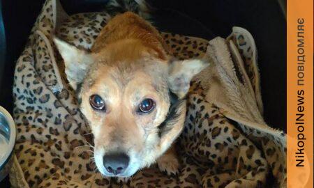 У Нікополі притулок для собак шукає менеджера