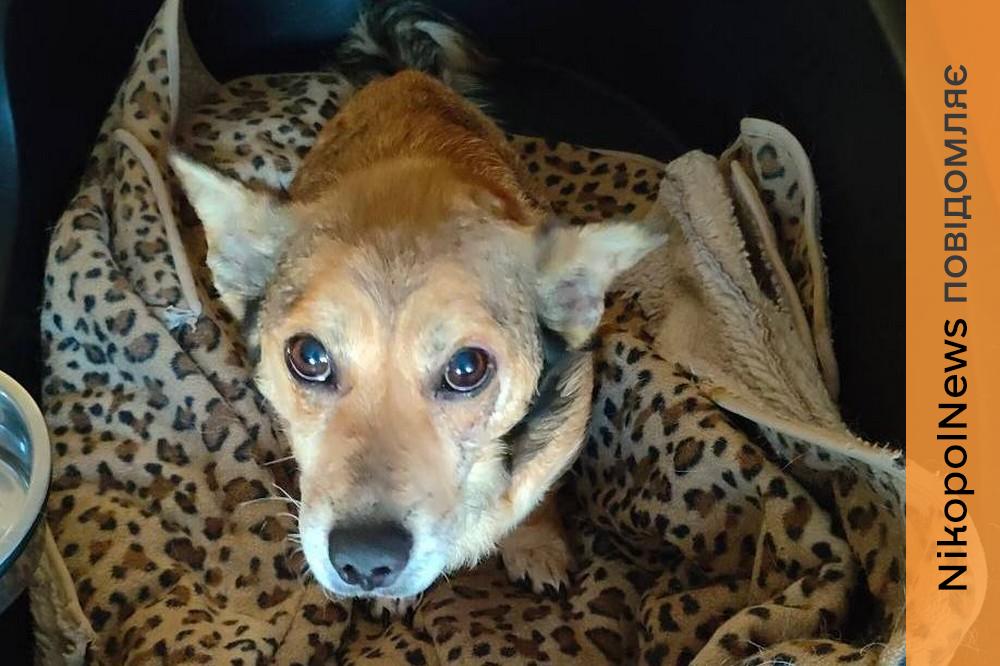 У Нікополі притулок для собак шукає менеджера: які обов'язки 1 У Нікополі притулок для собак шукає менеджера