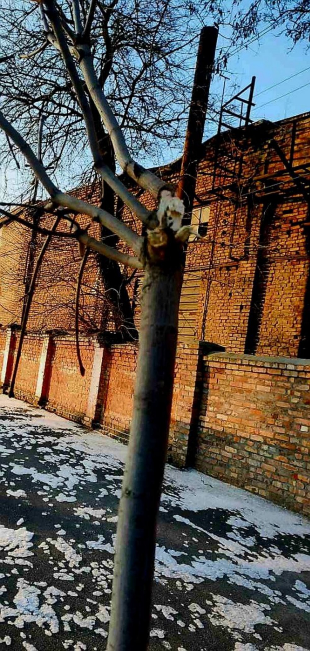 В різних районах Марганця зламали молоді клени 2