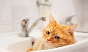 Аварія: у Нікополі 18 лютого відключили воду в одному з районів