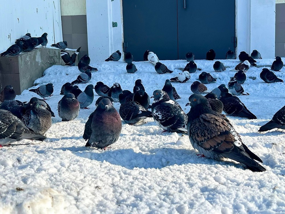 нікополь у січні (11) нікополь у січні (11)