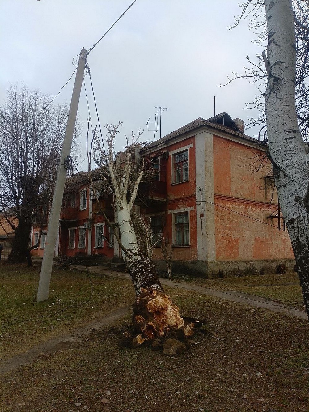 У Марганці велике дерево впало на будинок: фото У Марганці велике дерево впало на будинок: фото