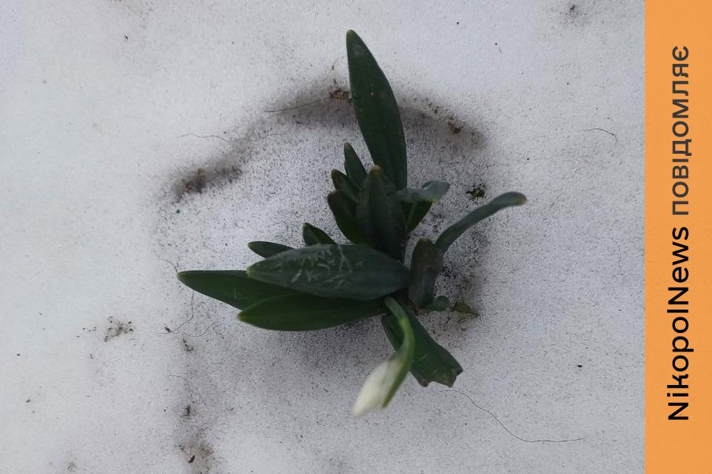 погода у Нікополі 23 лютого