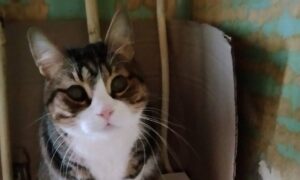 у Нікополі 8 9 кішок і котів шукають нові родини (фото)