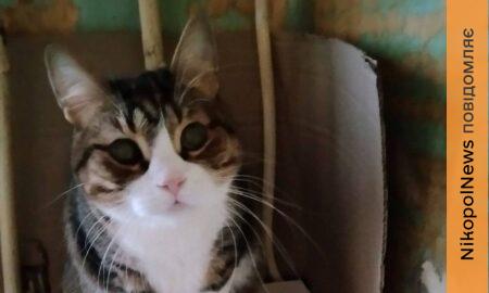 у Нікополі 8 9 кішок і котів шукають нові родини (фото)