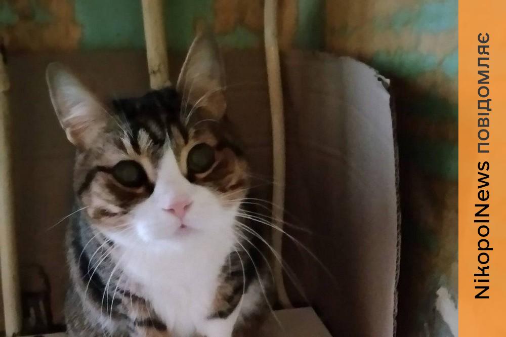 Господаря забрали на війну: у Нікополі 8-9 кішок і котів шукають нові родини (фото) 1 у Нікополі 8 9 кішок і котів шукають нові родини (фото)
