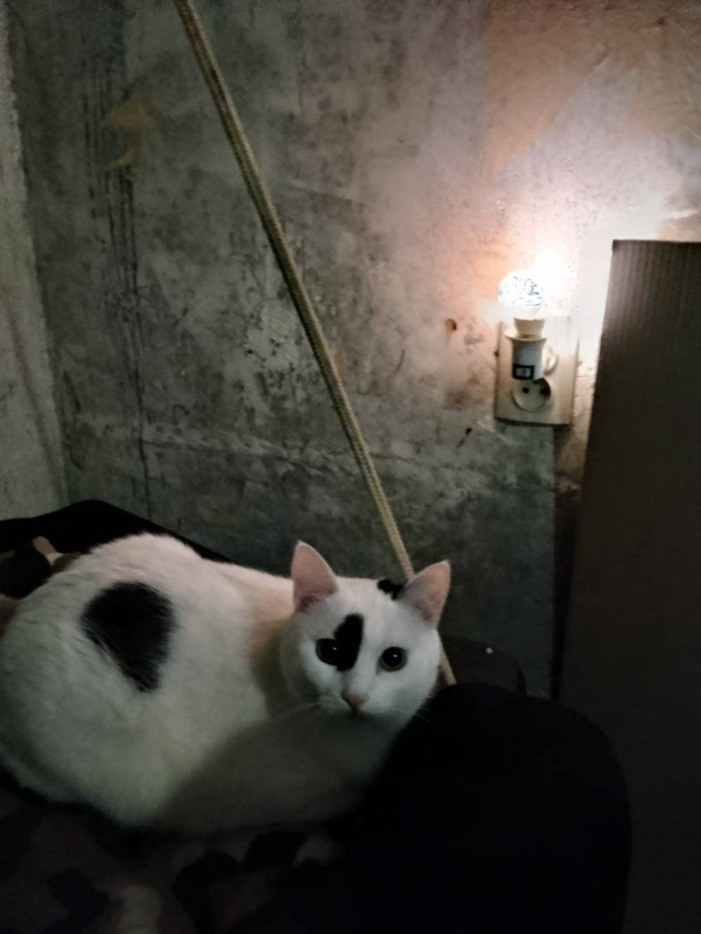 у Нікополі 8 9 кішок і котів шукають нові родини (фото) 2