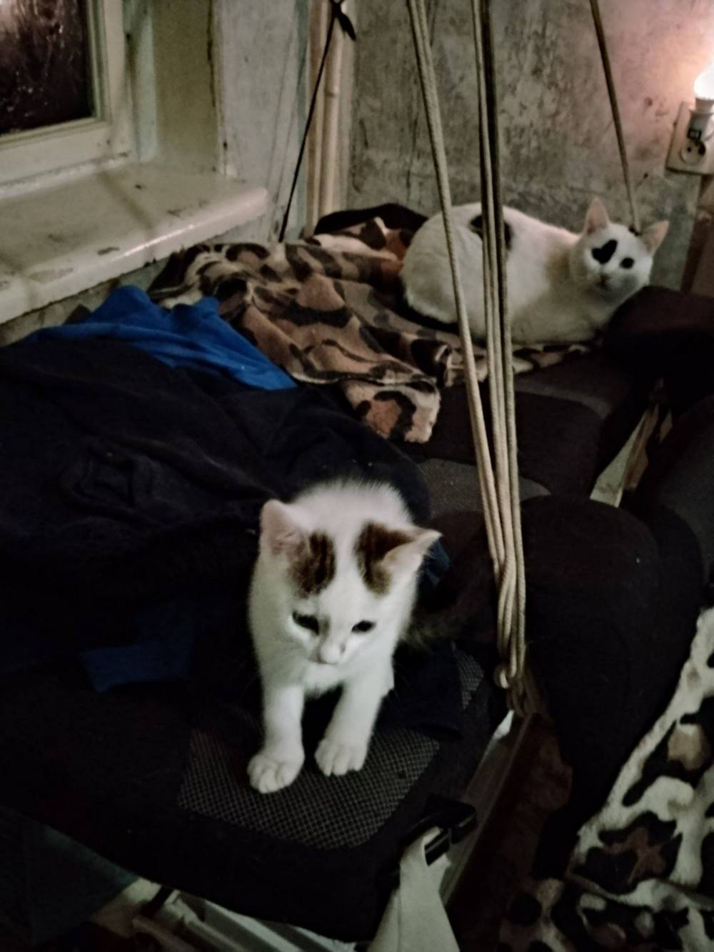 у Нікополі 8 9 кішок і котів шукають нові родини (фото) 5