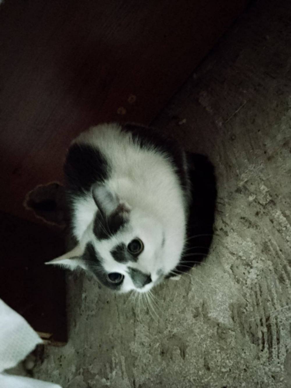 у Нікополі 8 9 кішок і котів шукають нові родини (фото) 6